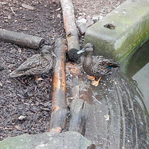 Lorikeet Lookout - Meller's ducks 241122