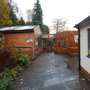 Black howler monkey exhibit 241122