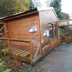 Black howler monkey exhibit 241122