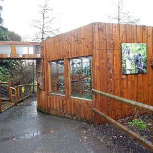 Black howler monkey exhibit 241122