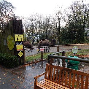 Bactrian camel exhibit 241122