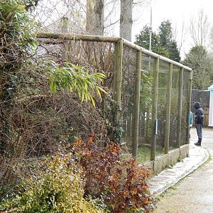 Pied avocet aviary 010323