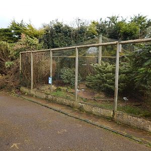 Pied avocet aviary 010323