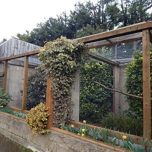 Red-billed blue magpie aviary 010323