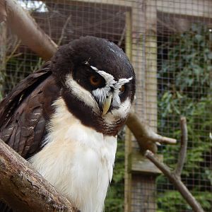 Owl Parliament - Spectacled owl 010323
