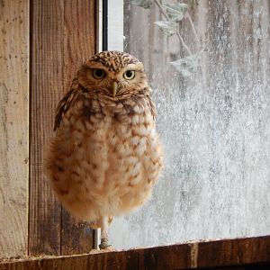 Owl Parliament - Burrowing owl 010323