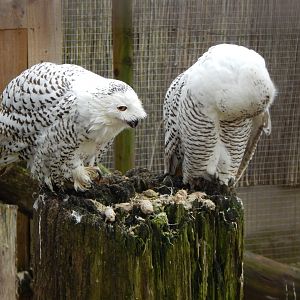 Owl Parliament - Snowy owls 010323