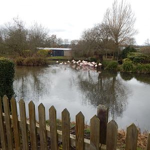 Greater flamingo exhibit 010323