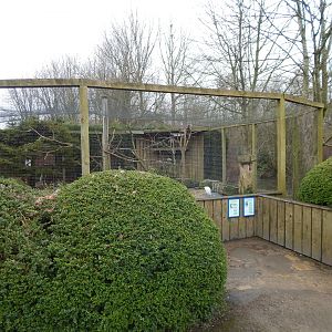 Mixed aviary - Hamerkop and Cattle egret 010323