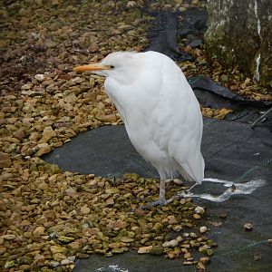 Western cattle egret 010323