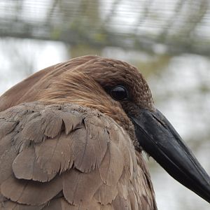 Hamerkop 010323