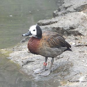 Large wading bird aviary - White-faced whistling duck 010323