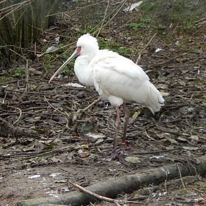 Large wading bird aviary - African spoonbill 010323