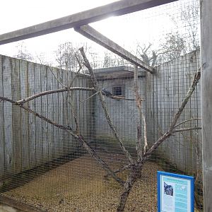 African grey parrot aviary 010323