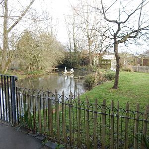 Pink-backed pelican exhibit 010323