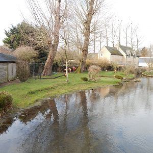 Caribbean flamingo exhibit 010323
