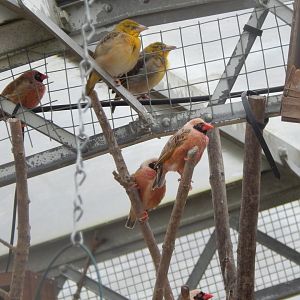 Desert House - Village weavers and Red-billed queleas 010323
