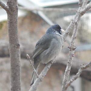 Desert House - Collared finchbill 010323