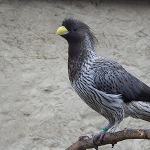 Out of Africa - Western plantain-eater 010323