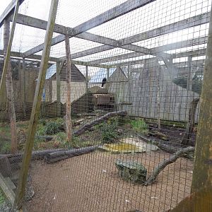 Out of Africa - Southern ground hornbill aviary 010323