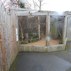 Out of Africa - Mixed aviary 010323