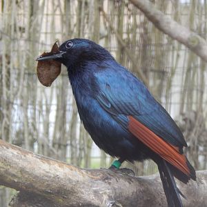 Out of Africa - Red-winged starling 010323
