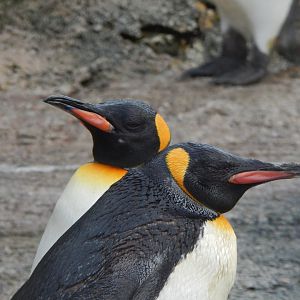 King penguins 010323