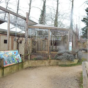 Mixed parrot aviary 010323