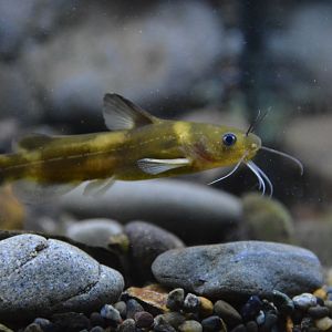 Japanese stream catfish (Pseudobagrus aurantiacus)
