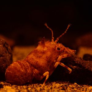 Spiny slipper lobster (Galearctus timidus)
