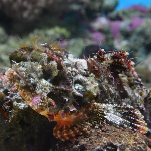 Papuan scorpionfish (Scorpaenopsis papuensis)