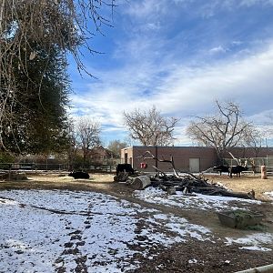 Cape Buffalo Exhibit