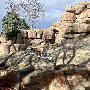 Bighorn Sheep Exhibit