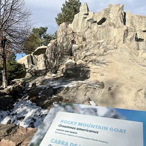 Mountain Goat Exhibit