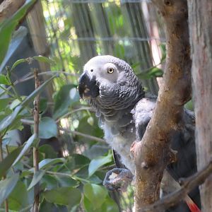 African Gray Parrot