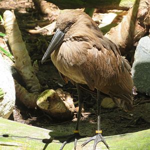 Hamerkop