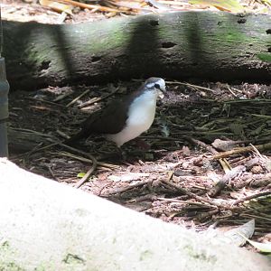 Tambourine Dove