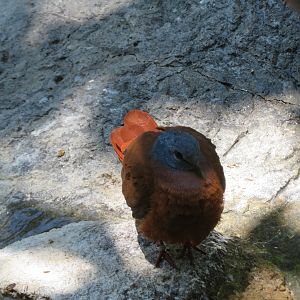Blue-headed Wood Dove