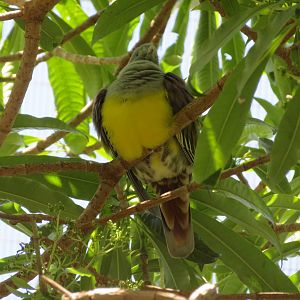 Bruce's Green Pigeon