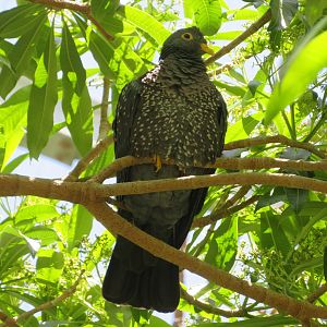 African Olive Pigeon