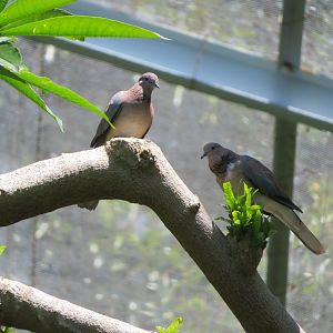 Senegal Laughing Doves