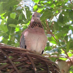 Senegal Laughing Dove