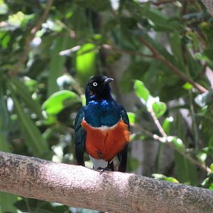 Superb Starling