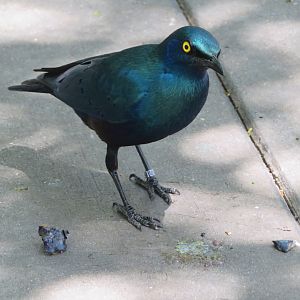 Greater Blue-eared Starling