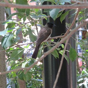 Common Bulbul