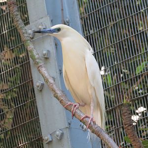 Malagasy Pond Heron
