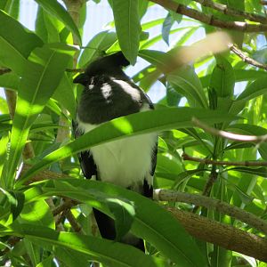 White-bellied Go-away-bird