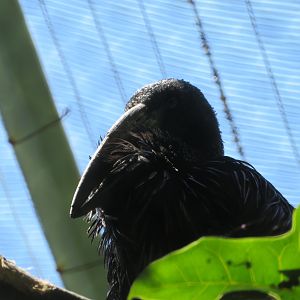 African Openbill Stork
