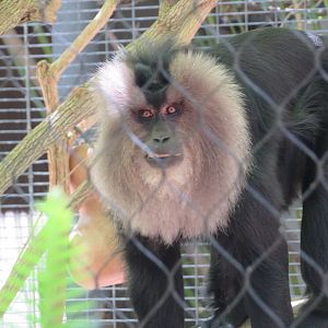 Lion-tailed Macaque
