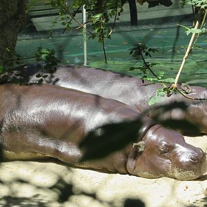 Pygmy Hippos